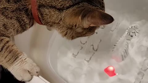 Cat decided to use spa bath