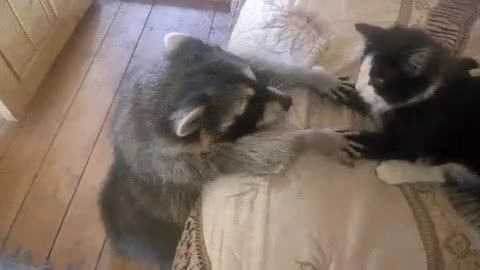 Raccoon and cat