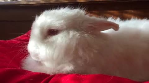 cute white rabbit:3