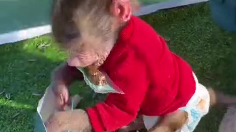 Cute Baby Monkey Video #Shorts | Feeding Monkey