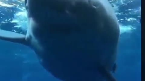 How Terrifying Is This Clip Of A Great White?