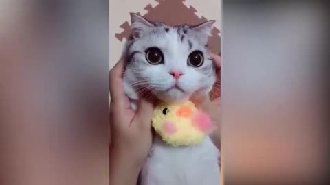 super cute cats and owners