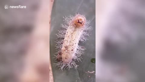 Stunning caterpillar is armed with poisonous spikes