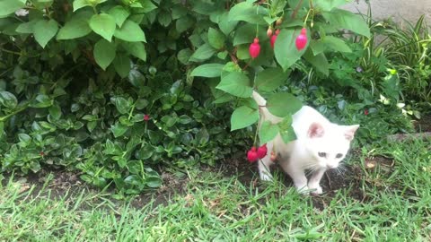 Kitty vs plant