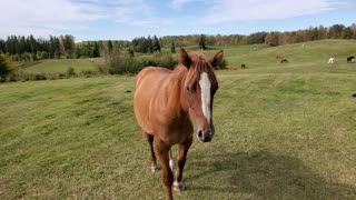 A horse named Zeus