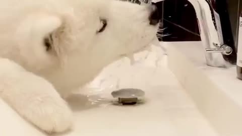 Watch this pup learn how to master an automatic faucet
