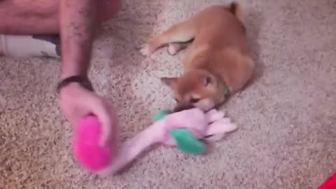 Lazy puppy gets dragged across carpet