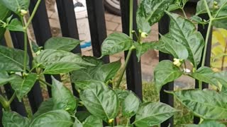 Growing Chili