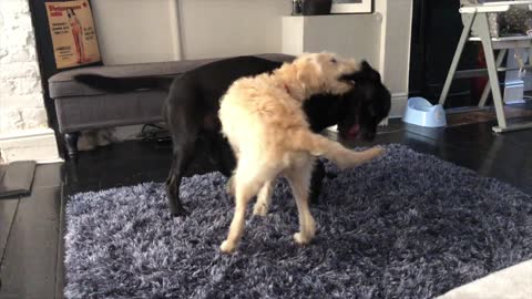 Big brother dog teaches little dog how to play