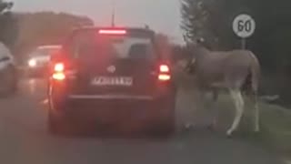Vukao magarca po cesti