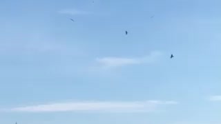 10 eagles in the sky