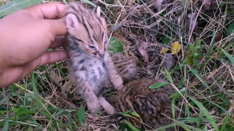 4 anak kucing hutan,sangat langka,mirip macan tutul