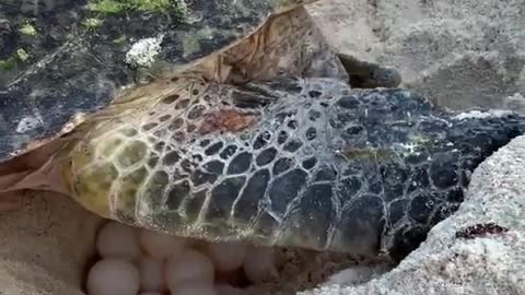 Wild animals How turtle put her eggs
