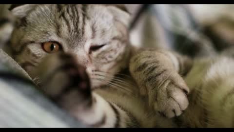 Close up of tired tabby cat yawning