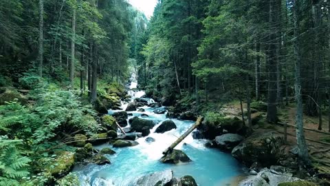 Relaxing Waterfall Forest