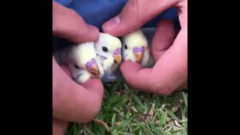 Baby Budgie Birds