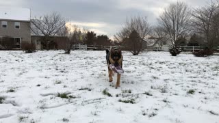 German Shepherd in the snow - SLOW DOWN - BANG