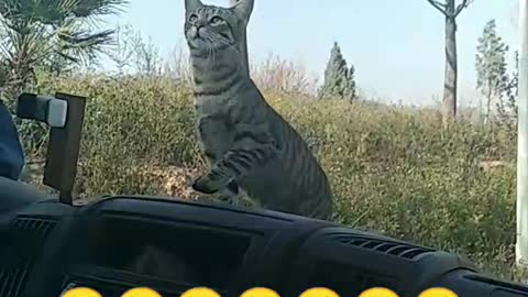 Cat on hood of car tries to jump onto roof but slips back down