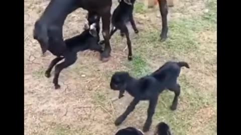 Goat gives birth to six babies|What a miracle|Cute baby