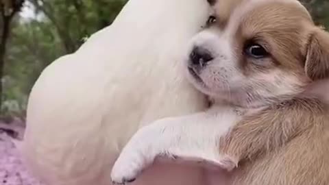 Cute Puppy & Duck Bestfriends