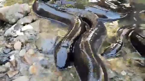 Person hand-feeds gathering of hungry eels