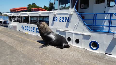 Big Sea lion in Valdivia