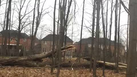 Big crash from a big tree