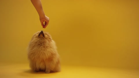 The Funny Cute Puppy taking Food from the owner gently