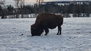 Fun on the Farm - Bison Visit
