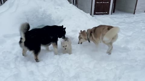 "Arctic Adventures: Adult Husky Guides Tiny Pups in Snowy Playtime!"