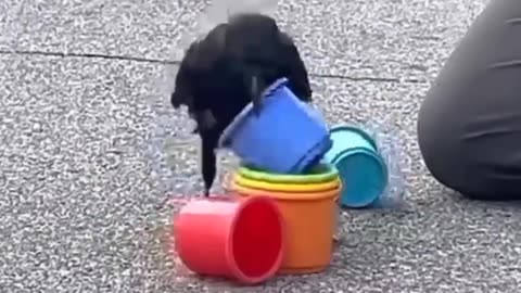 Crows are some of the smartest animals on the planet