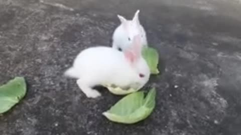 Cute Baby Rabbits Playing,Feeding Activities