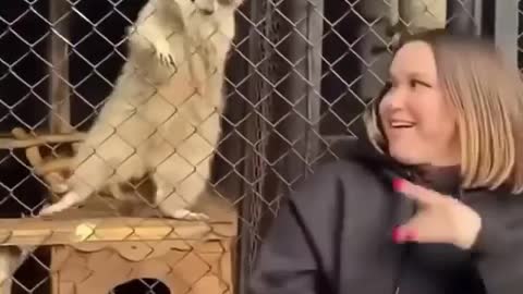 cute animals begin to dnace with girl