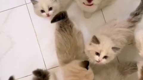Cute cat group videos