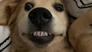 Pup using dental dog treats shows off her bright smile