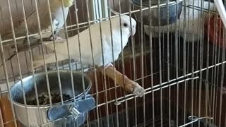 Cockateio Parrot Mithu reaction to my wife singing