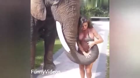 Hot girls vs Funny Animals