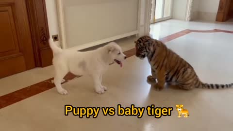 dog and tiger mix fighting