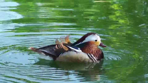 Mandarin duck drinking water in the lake