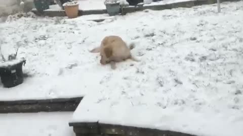 Super happy doggy plays in the snow