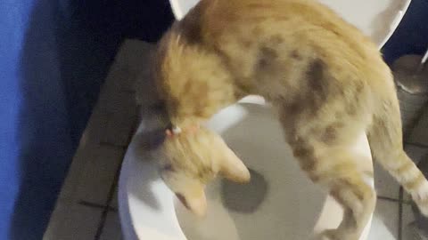 Cat Drinks from Toilet