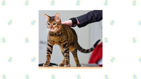 Bengal Cat VS. Toyger Cat