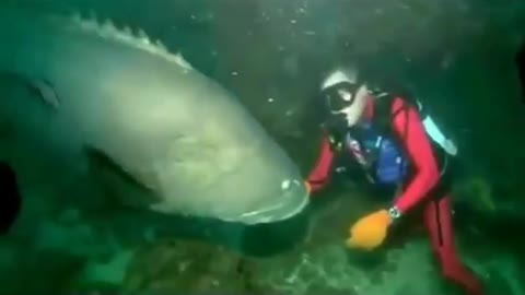 Massive Fish Bites Scuba Diver DANGER!