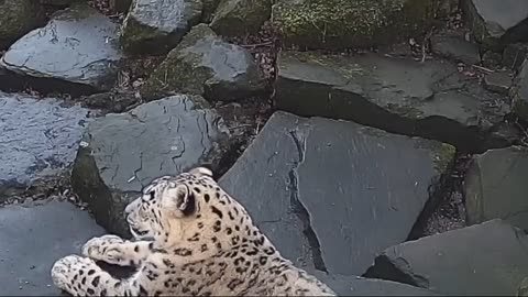 Leopard Suddenly Dancing