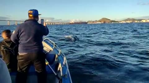 whale in the sea rio de janeiro brazil
