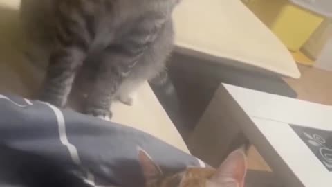 Fanny cat video and cute cat video