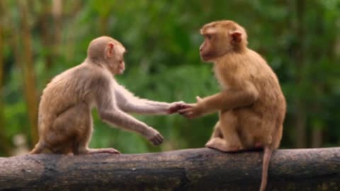 Monkey Danch With Man Funny Video.