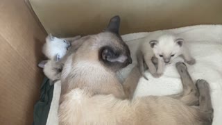 Video2 Kitties