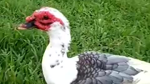 duck strolling in the park