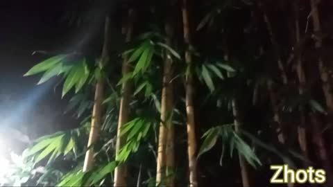 Bamboo tree at night